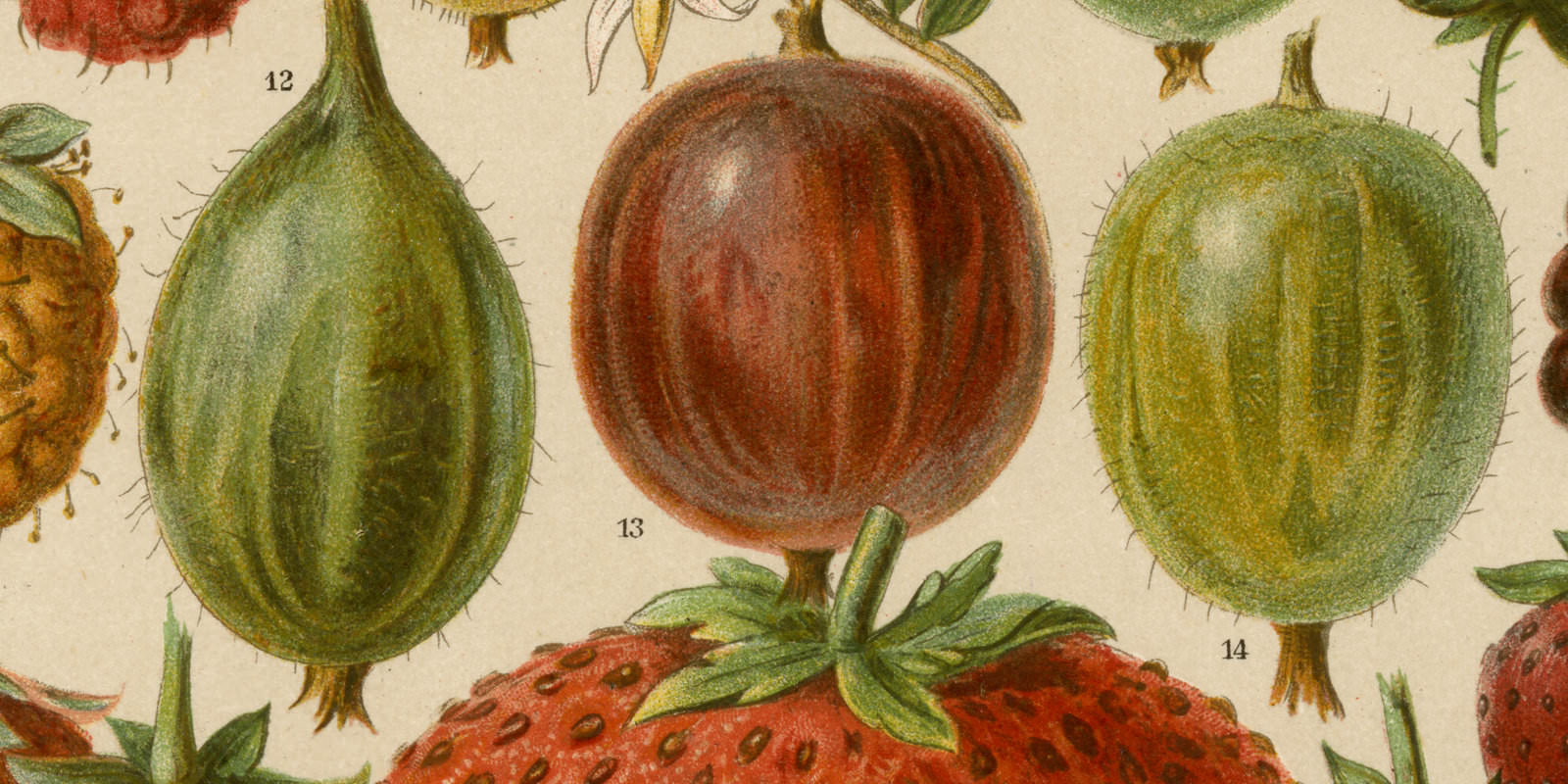 Beerenobst ca 1897 historische Bildtafel Chromolithographie