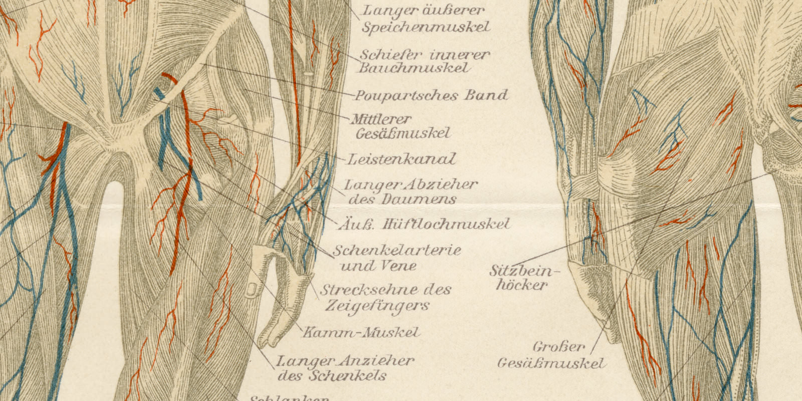 Muskeln des Menschen ca 1896 historische Bildtafel Holzstich
