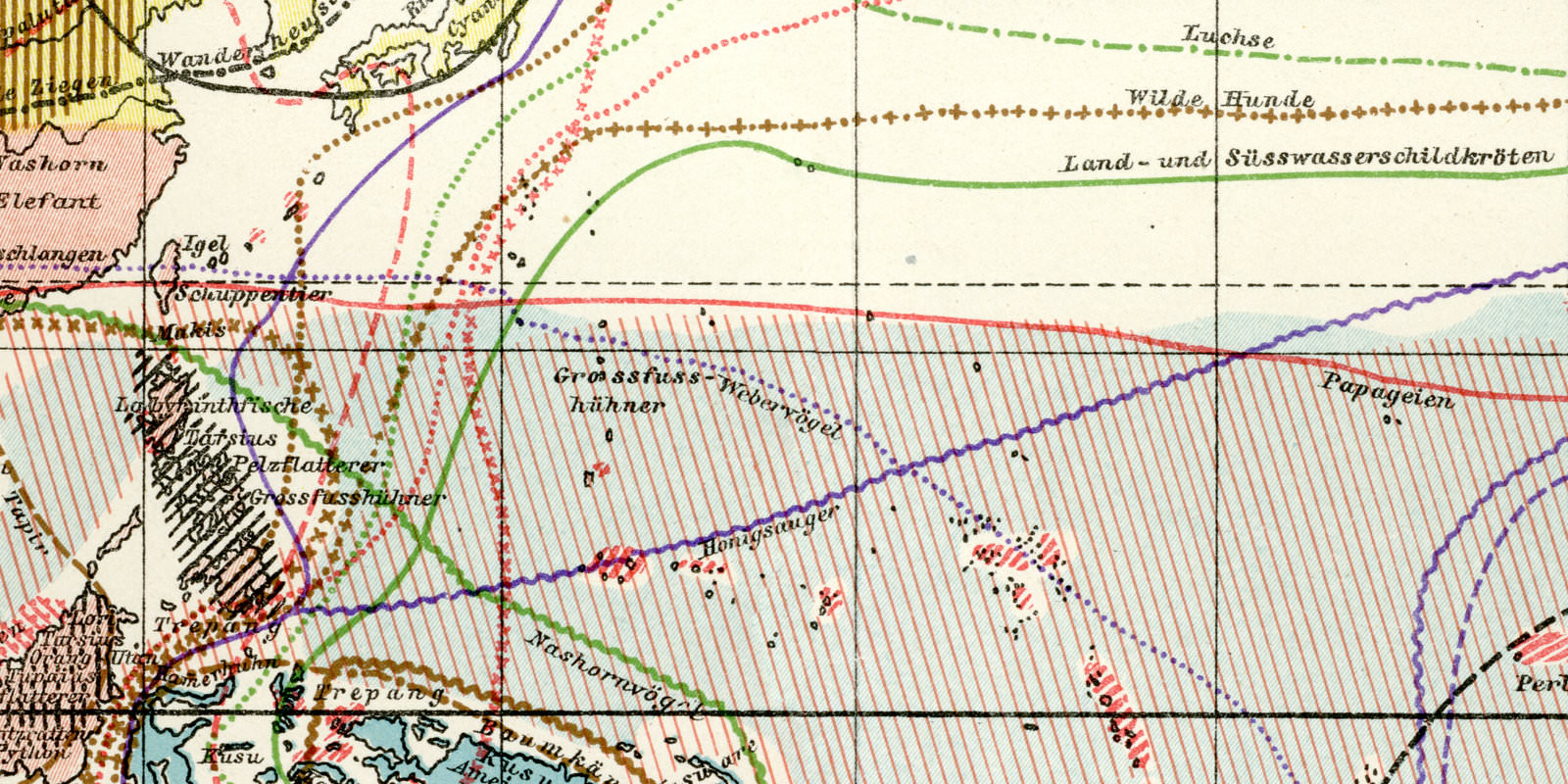 Tiergeographie I historische Landkarte Lithographie ca 1912