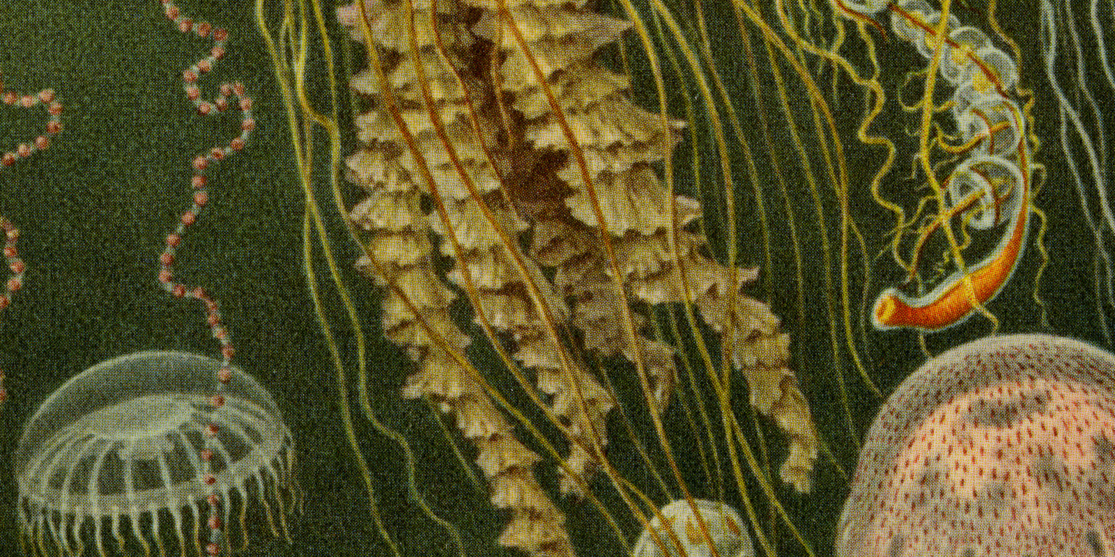 Hydrozoen Styphozoen und Rippenquallen ca 1927 historische Bildtafel Chromotypie