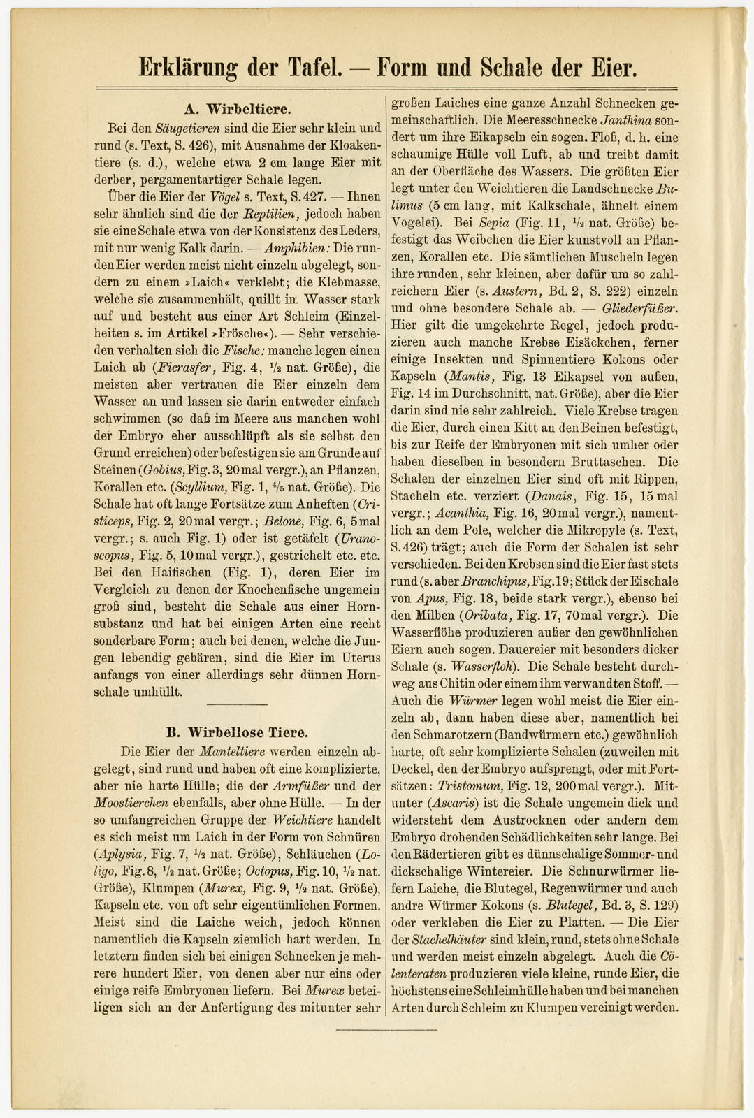Eier von Fischen und niederen Tieren ca 1893 historische Bildtafel Holzstich
