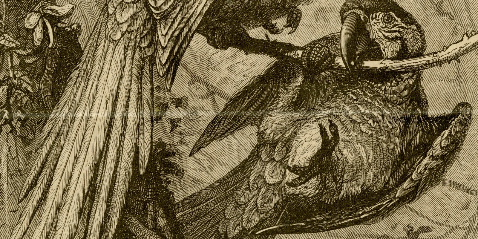 Papageien ca 1885 historische Grafik Holzstich