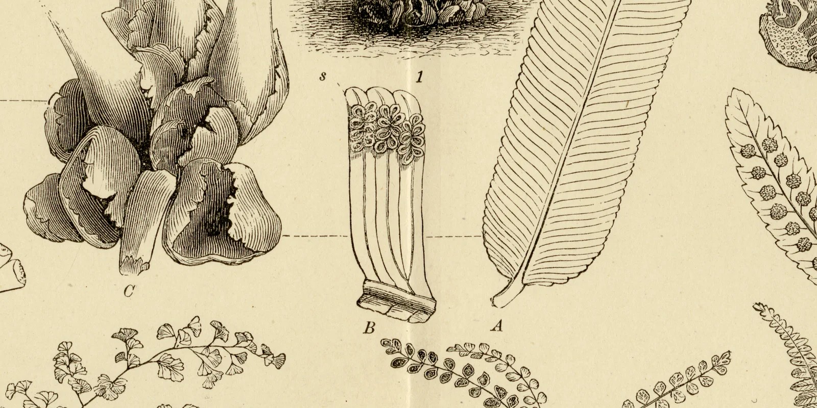 Farne ca 1883 historische Grafik Holzstich