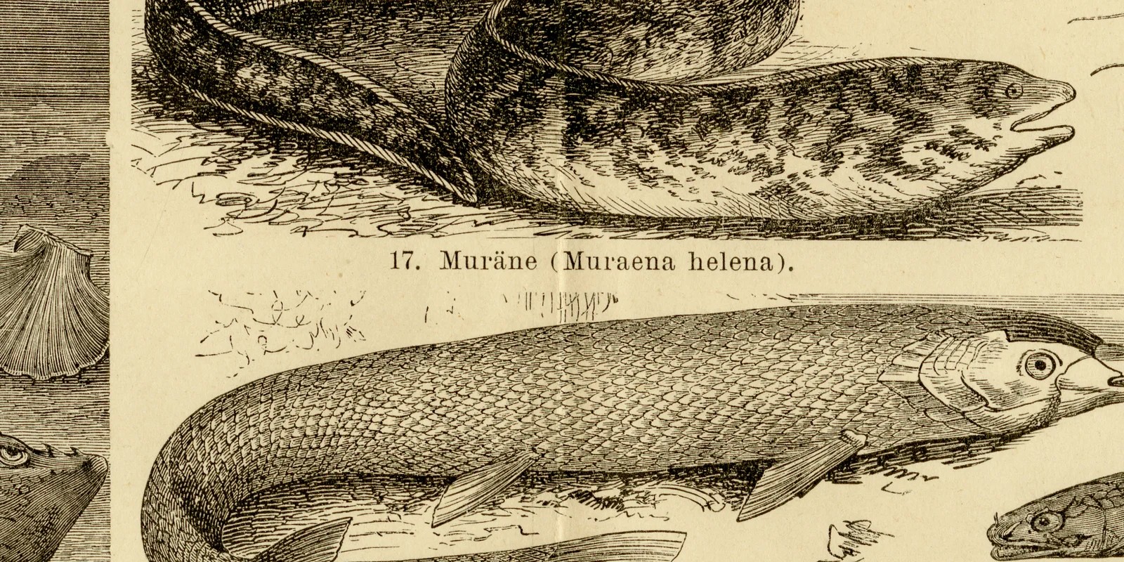 Fische I ca 1883 historische Grafik Holzstich