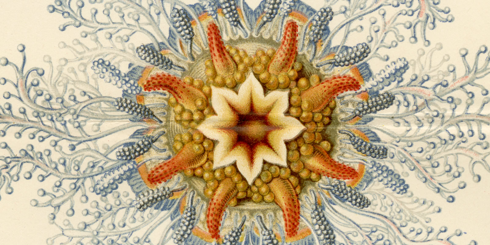Röhrenquallen ca 1900 historische Bildtafel Chromolithographie