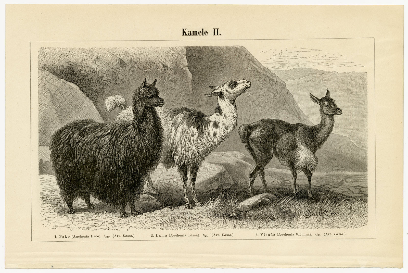 Kamele I - II ca 1895 historische Bildtafel Holzstich