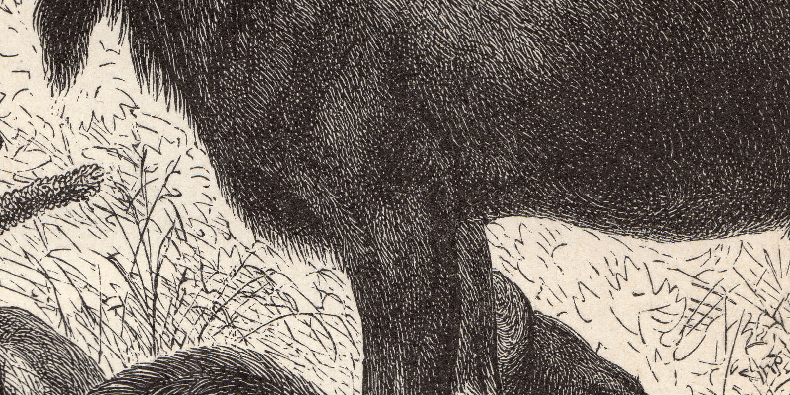 Elch Elentier Wisent Bison ca 1894 Holzstich historische Bildtafel