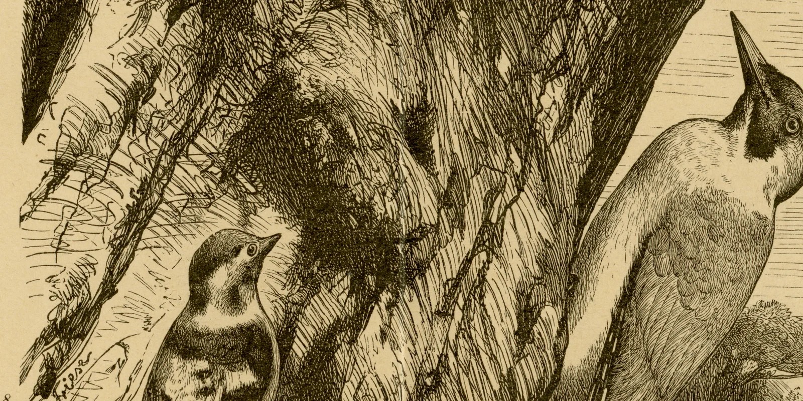 Spechte ca 1886 historische Grafik Holzstich