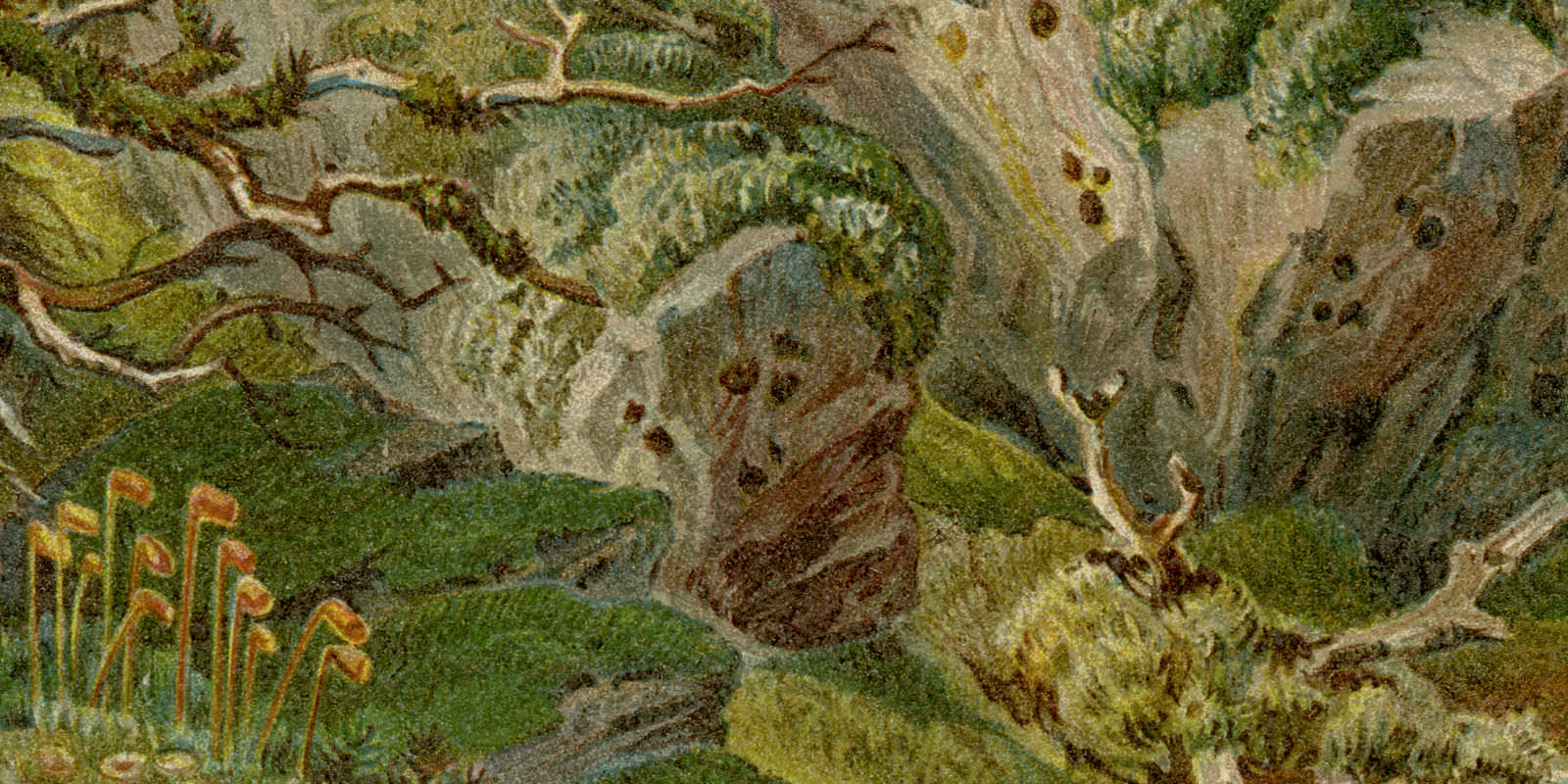 Laub- und Lebermoose historischer Druck Chromolithographie ca 1891