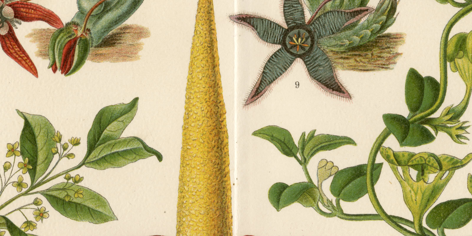 Fliegen- und Schneckenblumen ca 1899 historische Bildtafel Chromolithographie