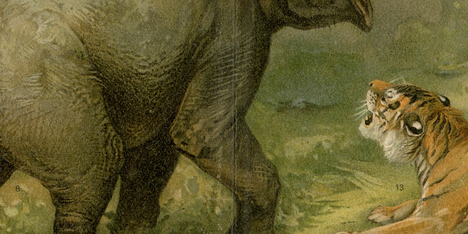 Orientalische Fauna ca 1896 historische Bildtafel Chromolithographie