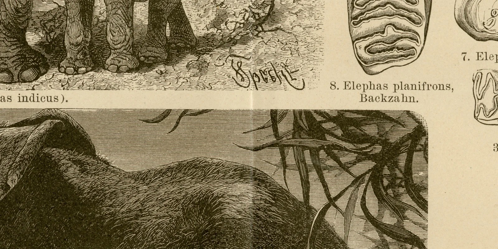 Rüsseltiere ca 1886 historische Grafik Holzstich