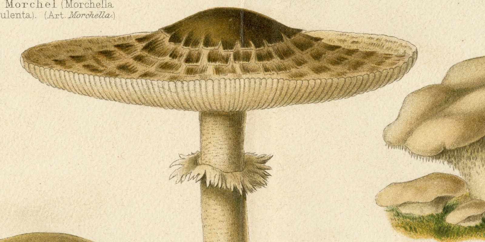 Pilze I Geniessbare Pilze ca 1896 historische Bildtafel Chromolithographie