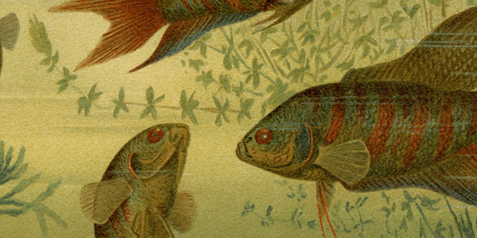 Grossflosser Paradiesfisch Macropodus viridi-auratus ca 1894 historische Bildtafel Chromolithographie