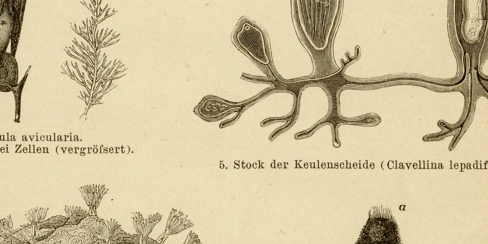 Molluskoiden ca 1885 historische Grafik Holzstich