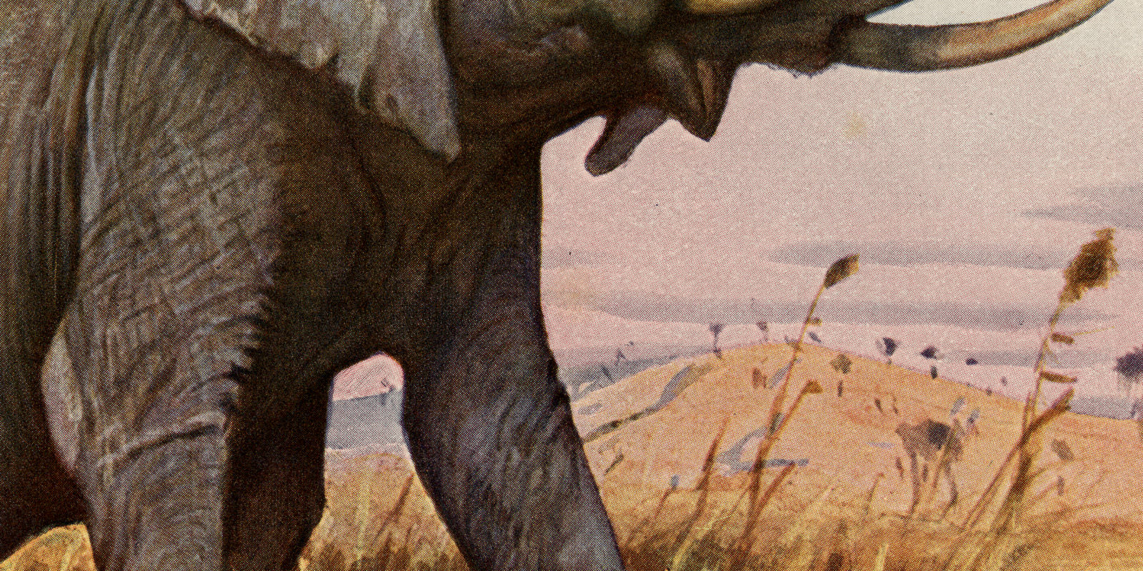 Elefant ca 1925 historische Bildtafel Chromotypie