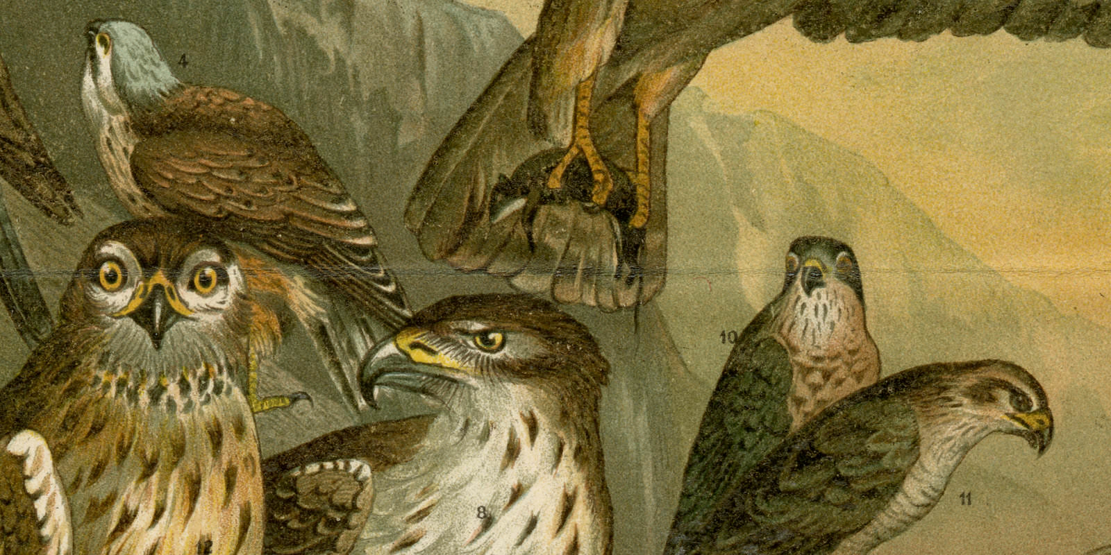 Deutsche Raubvögel ca 1896 historische Bildtafel Chromolithographie