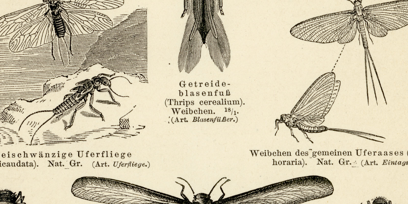Falschnetzflügler ca 1894 historische Bildtafel Holzstich