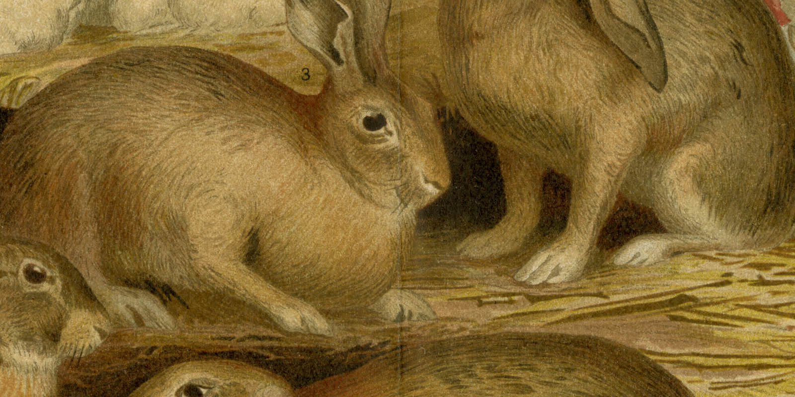 Kaninchen ca 1895 historische Bildtafel Chromolithographie