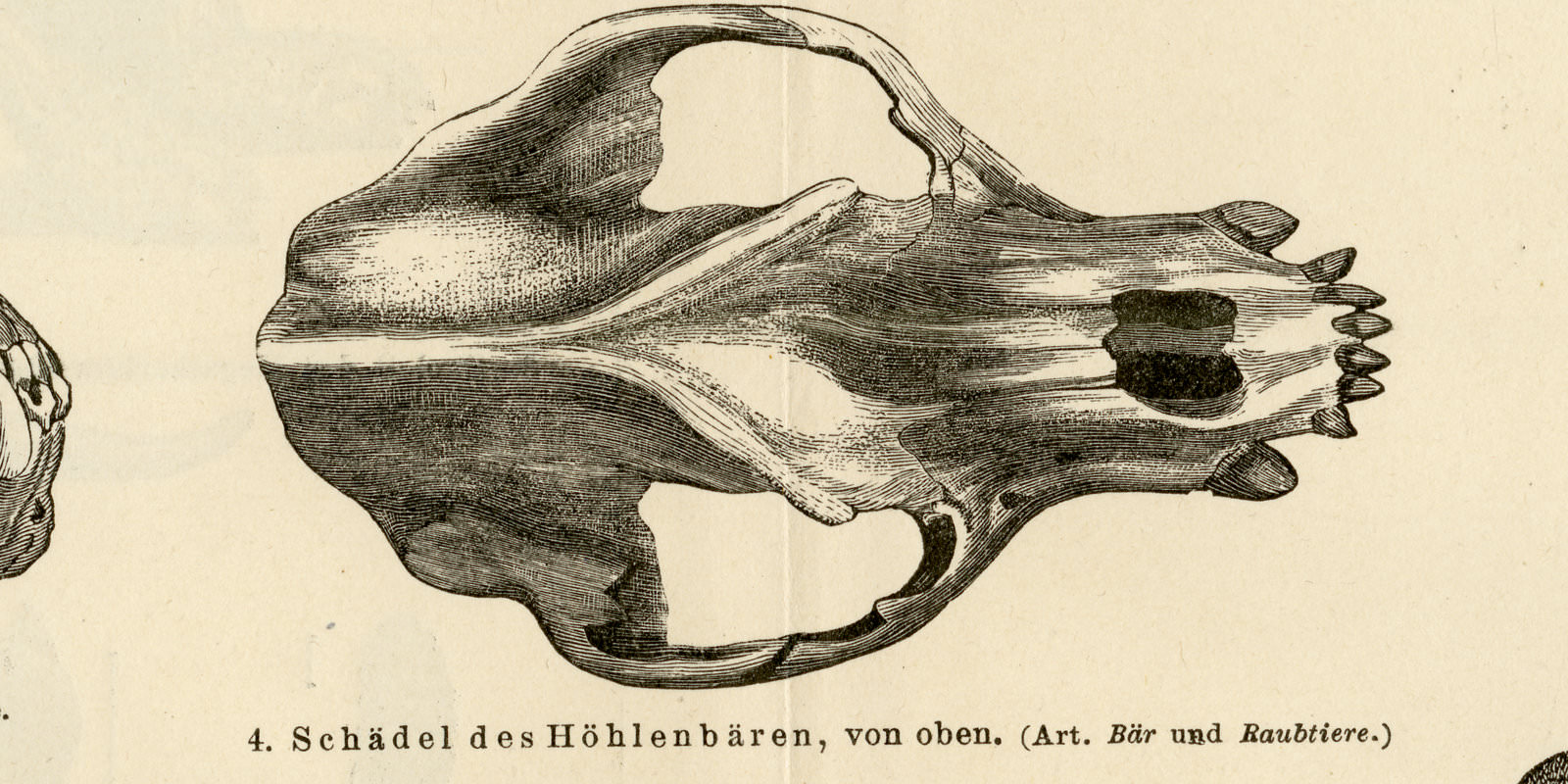 Diluvium I - II ca 1893 historische Bildtafel Holzstich