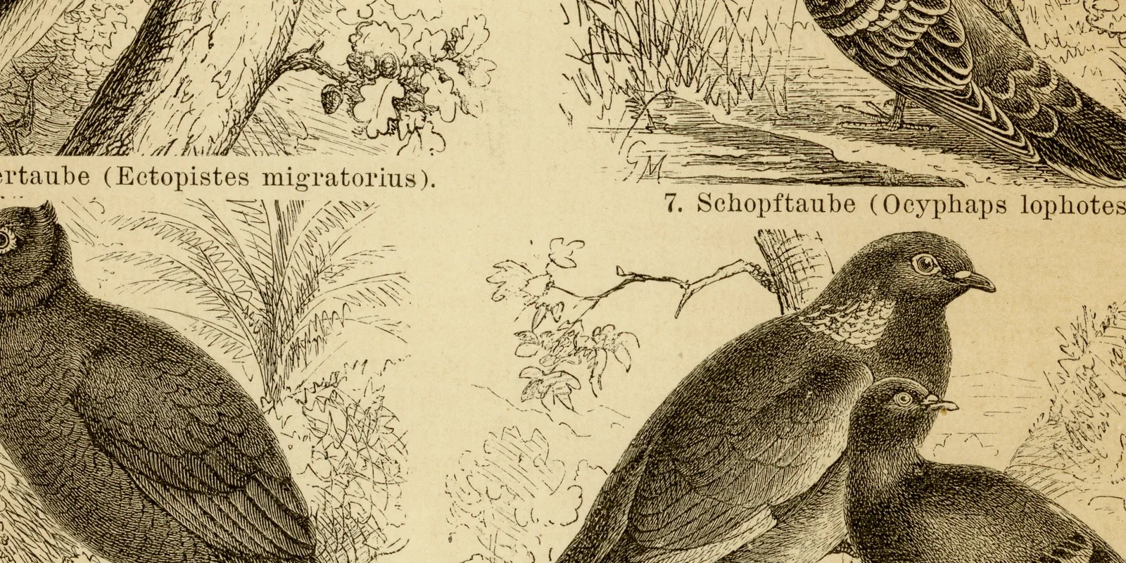 Tauben ca 1886 historische Grafik Holzstich