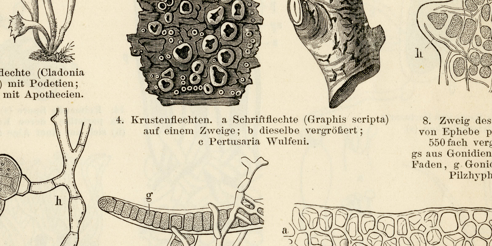 Flechten II - III ca 1894 historische Bildtafel Holzstich