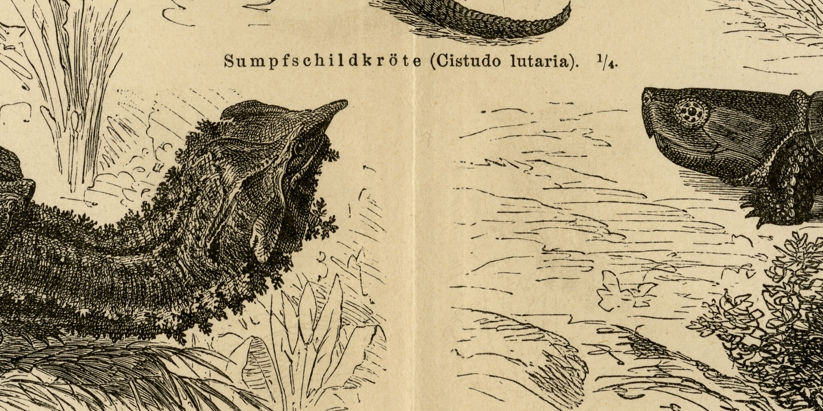 Schildkröten historische Bildtafel ca 1889 Holzstich