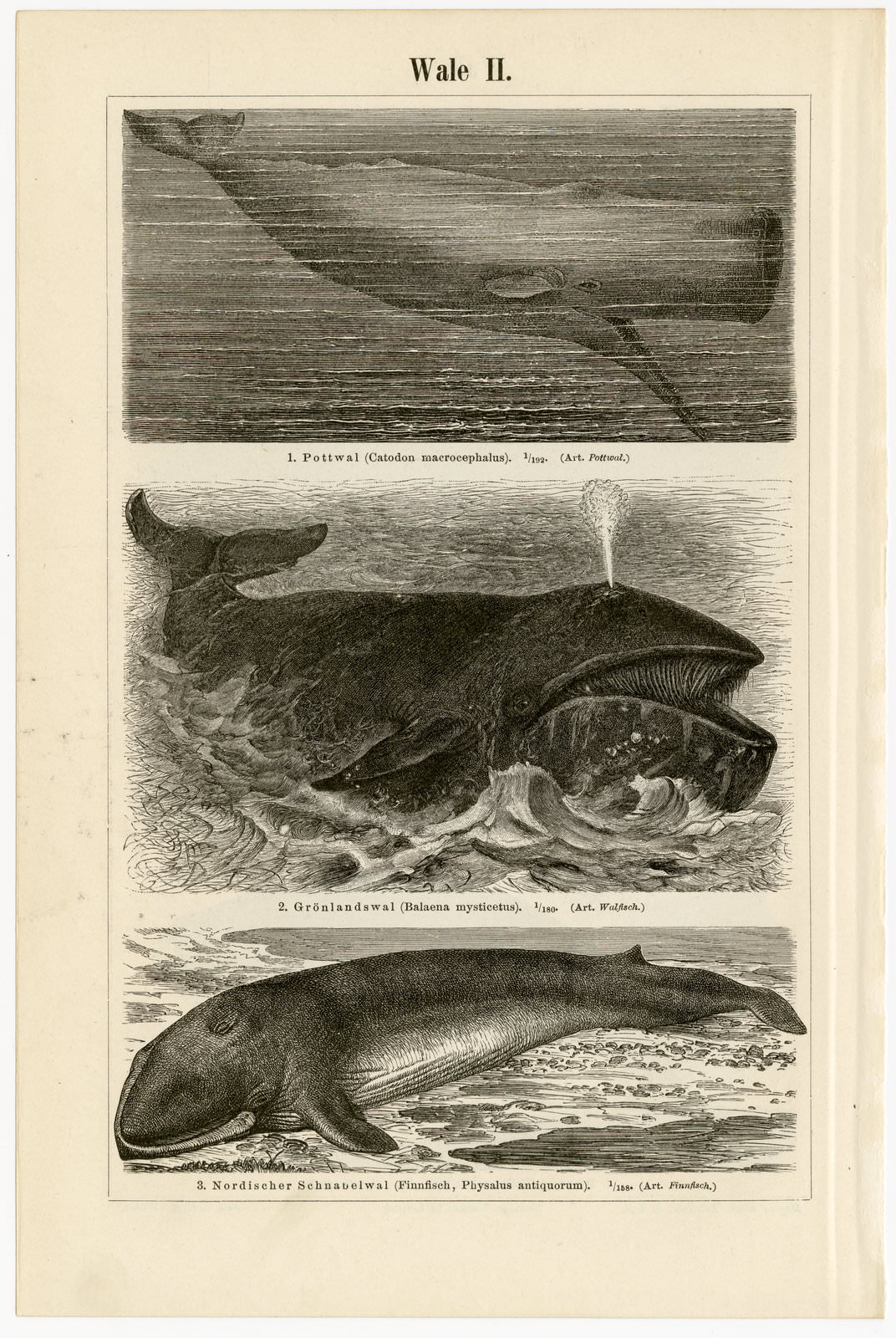 Wale I - II ca 1897 historische Bildtafel Holzstich