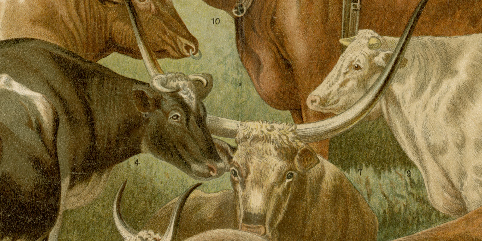 Rinder ca 1896 historische Bildtafel Chromolithographie