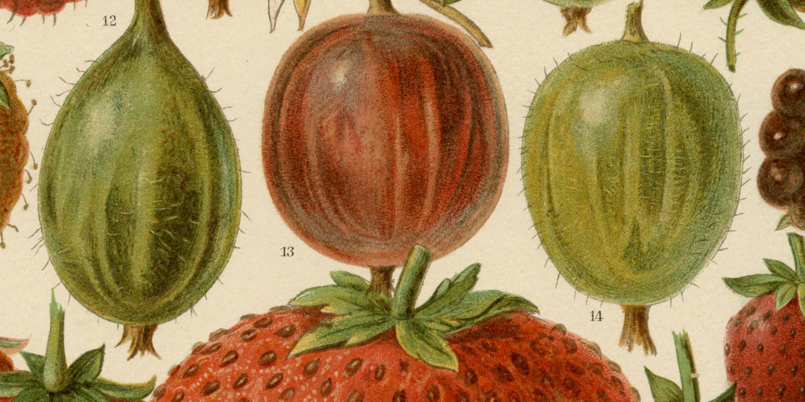 Beerenobst ca 1893 historische Bildtafel Chromolithographie