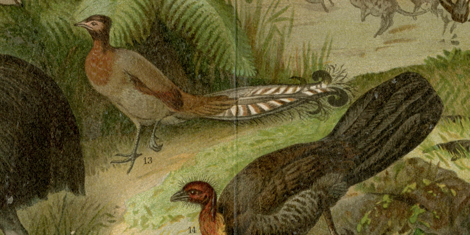 Australische Fauna ca 1893 historische Bildtafel Chromolithographie