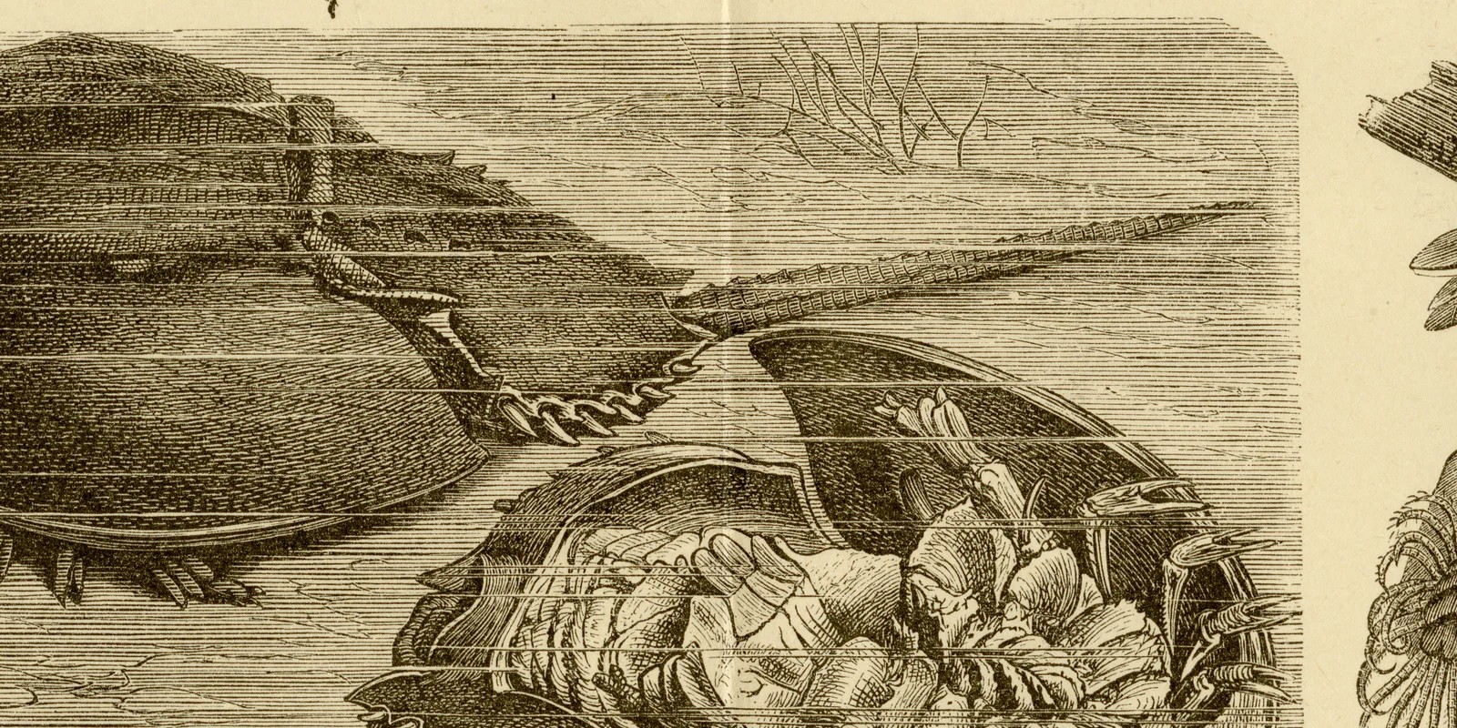 Krustentiere ca 1885 historische Grafik Holzstich