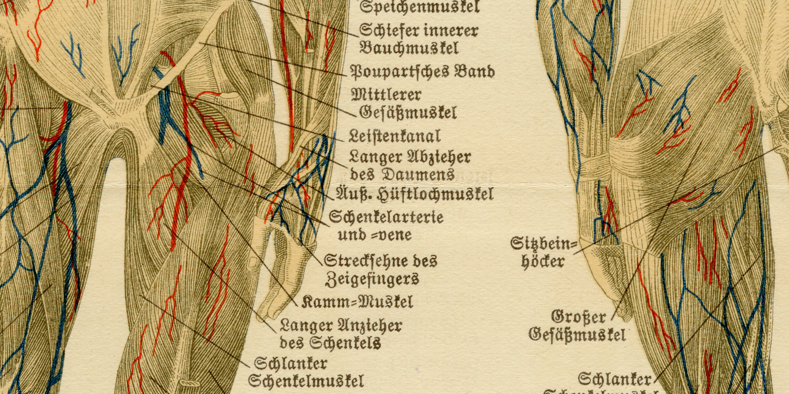 Muskeln und Bänder des Menschen ca 1928 historische Grafik Chromolithographie