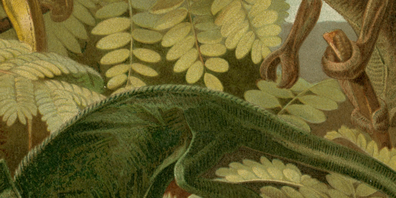 Chamäleon ca 1893 historische Bildtafel Chromolithographie