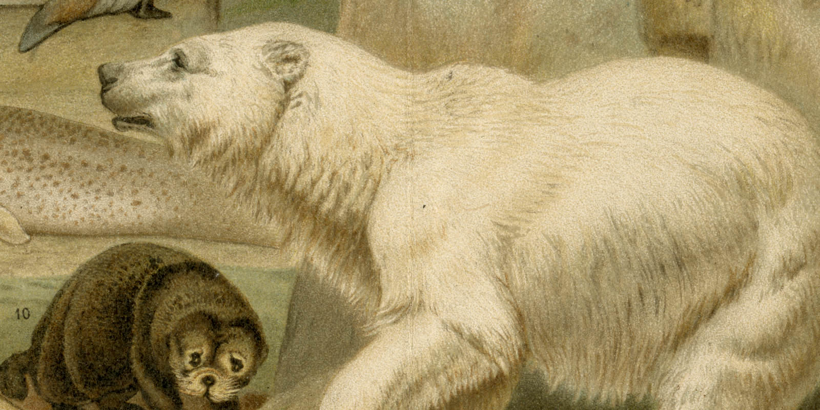 Arktische Fauna ca 1893 historische Bildtafel Chromolithographie