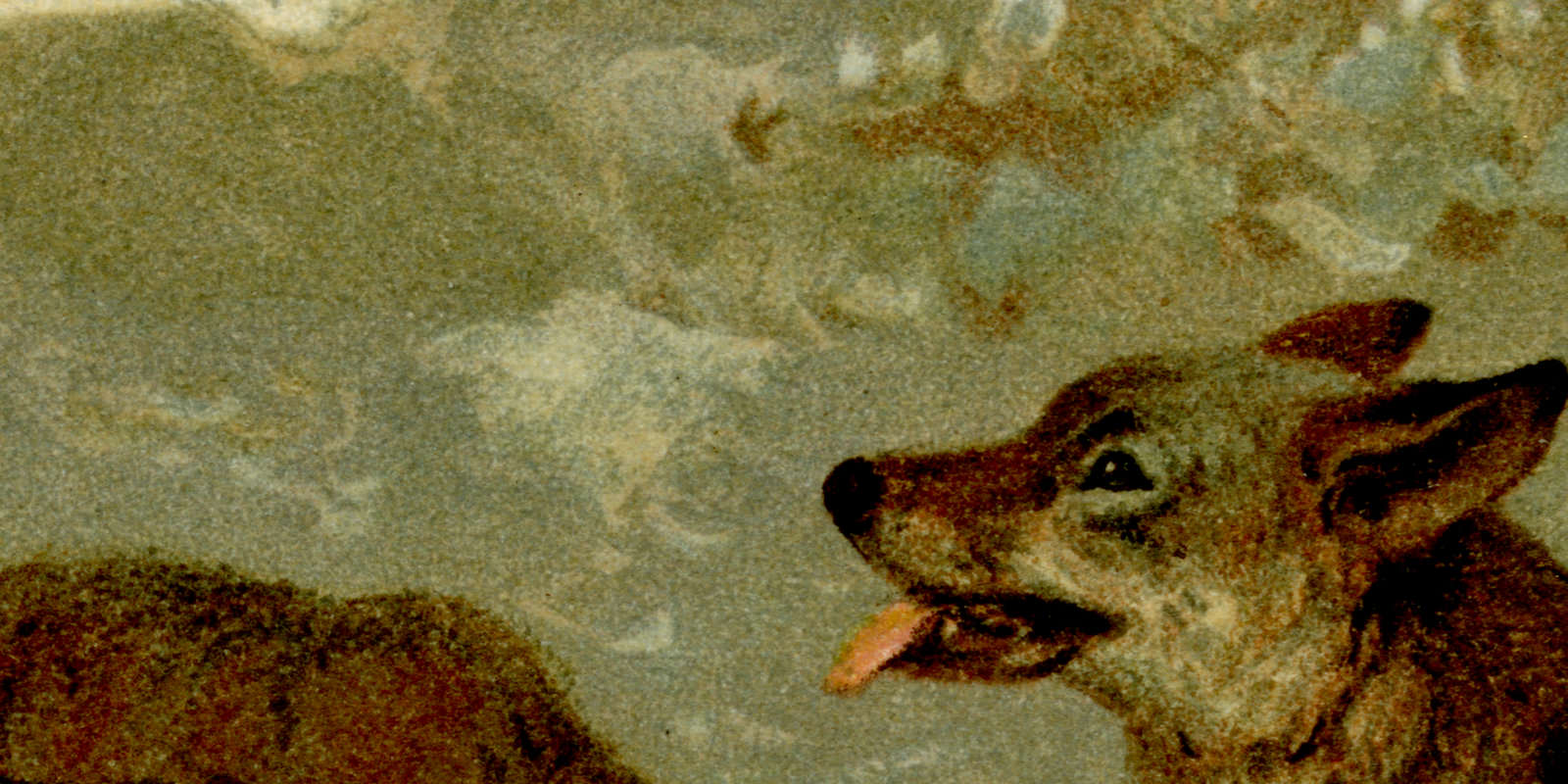 Wolf (Canis Lupus) historische Bildtafel Chromolithographie ca 1892