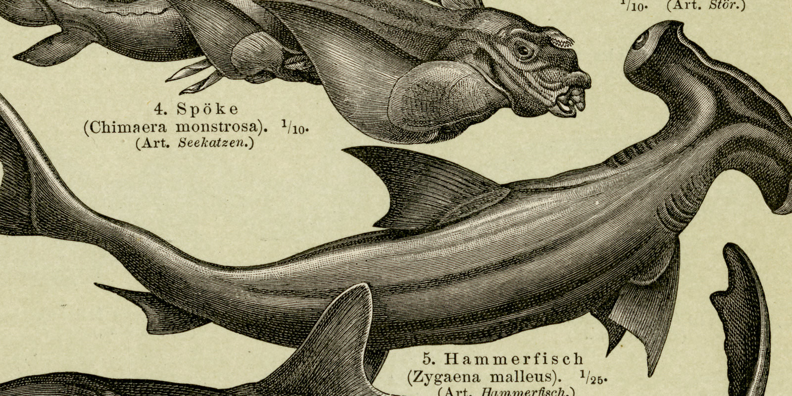 Fische I - II ca 1894 historische Bildtafel Holzstich
