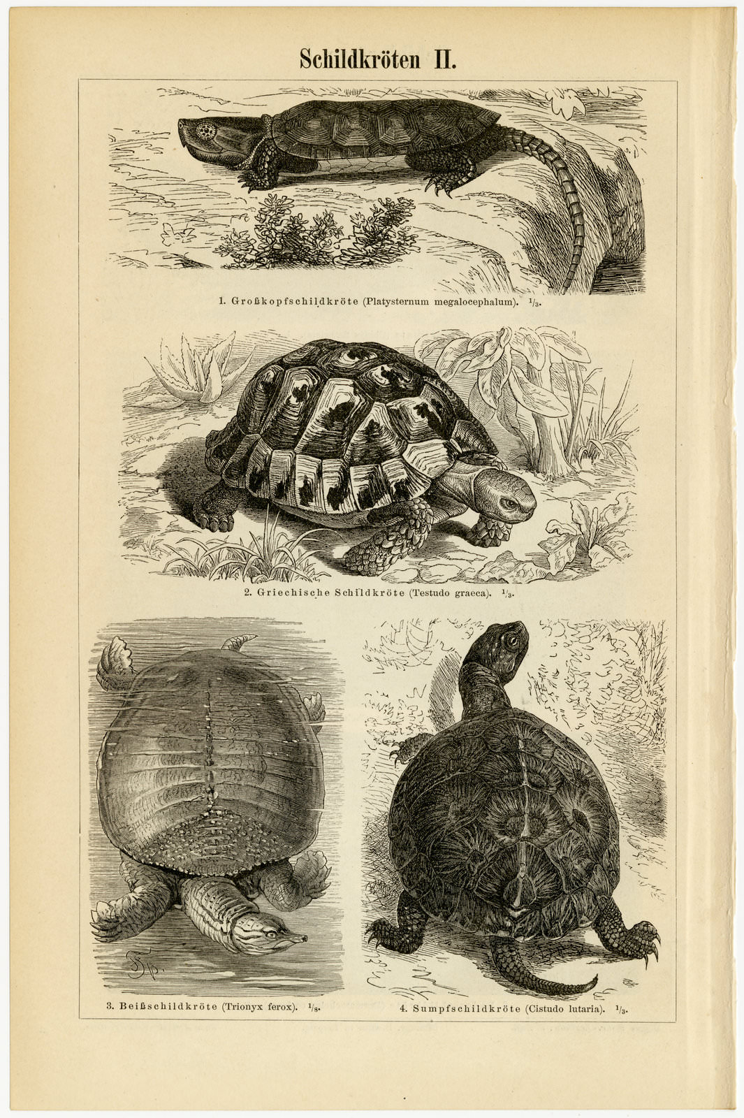 Schildkröten I - II ca 1897 historische Bildtafel Holzstich