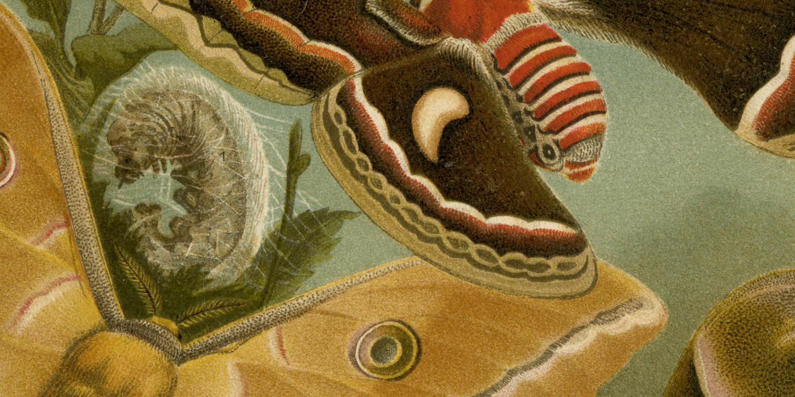 Seidenspinner ca 1897 historische Bildtafel Chromolithographie