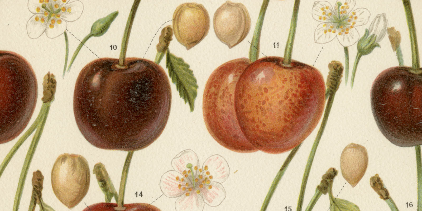 Kirschen ca 1895 historische Bildtafel Chromolithographie