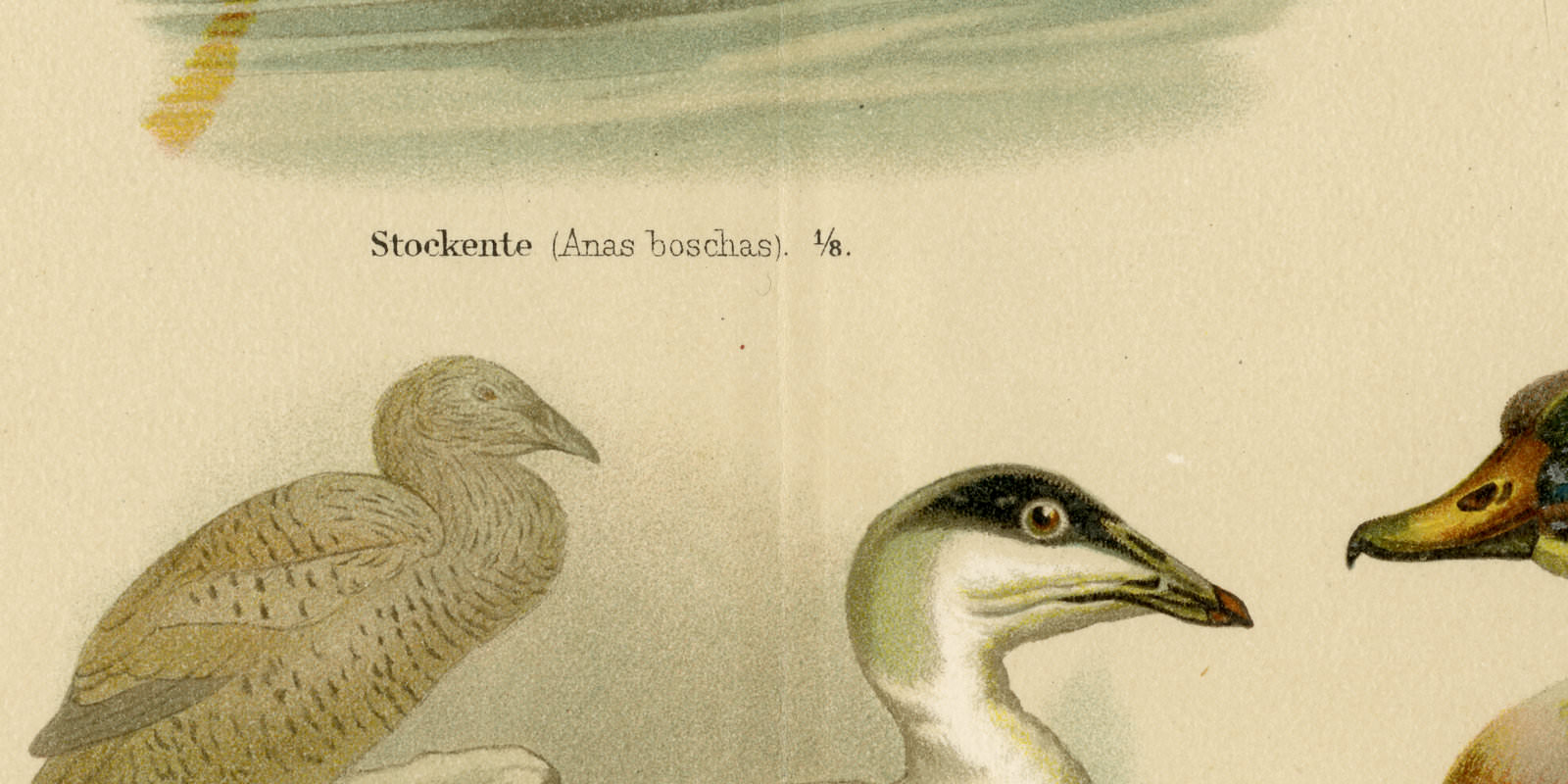 Enten ca 1893 historische Bildtafel Chromolithographie