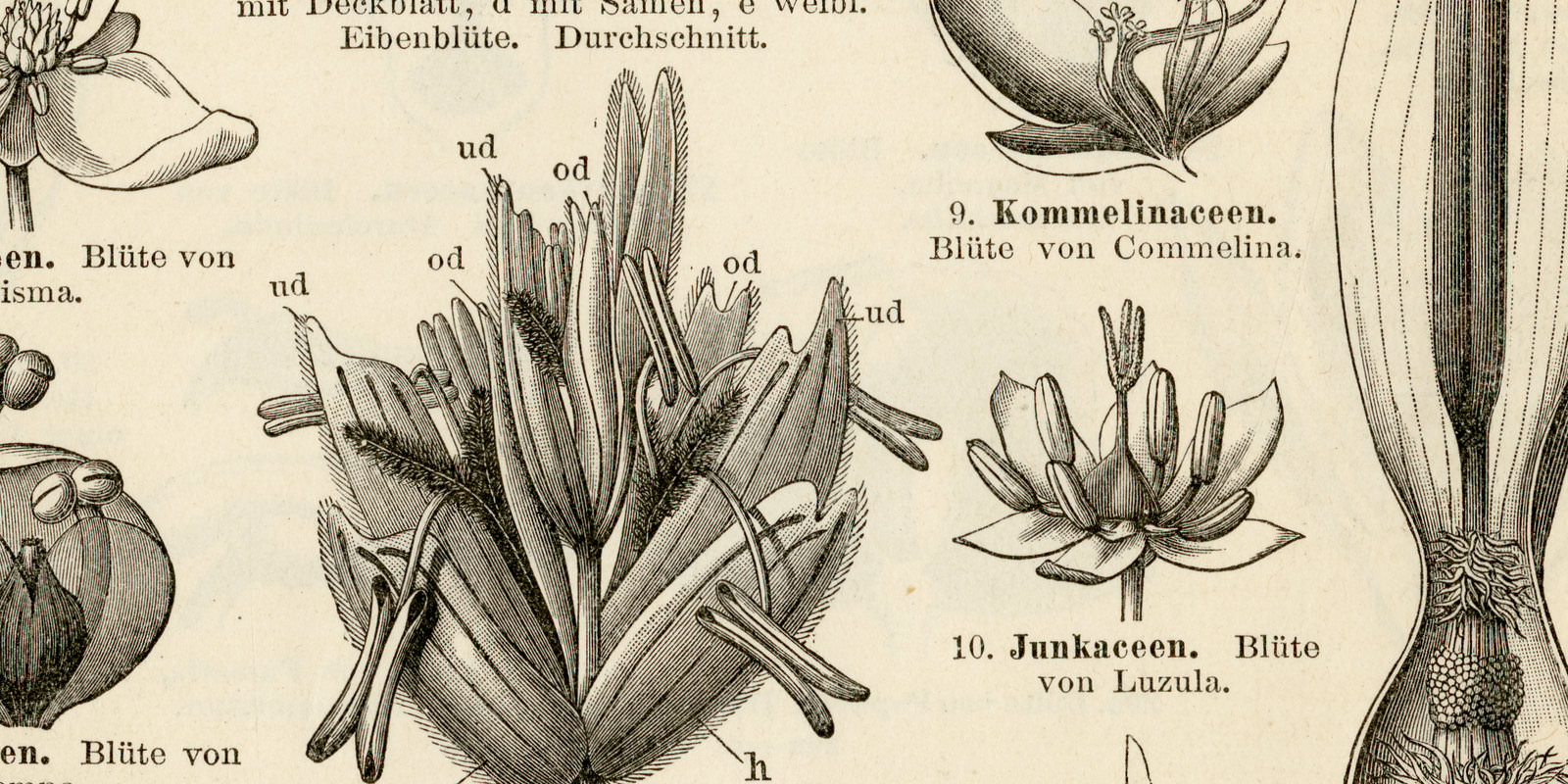 Pflanzensystematik I - II ca 1899 historische Bildtafel Holzstich