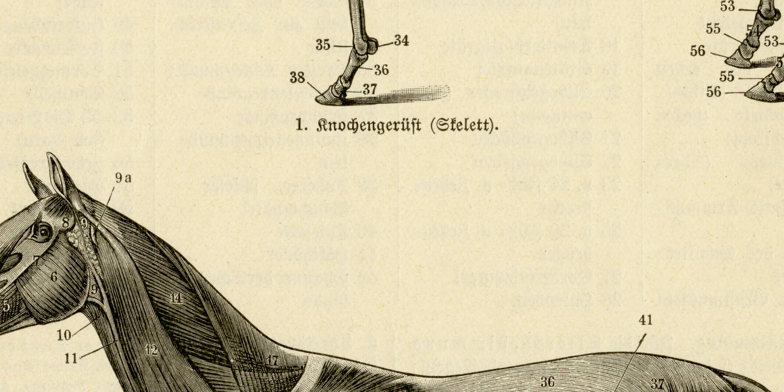 Pferd I ca 1928 historische Bildtafel Holzstich