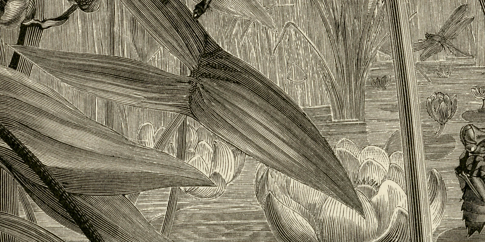 Wasserjungfern ca 1897 historische Bildtafel Holzstich