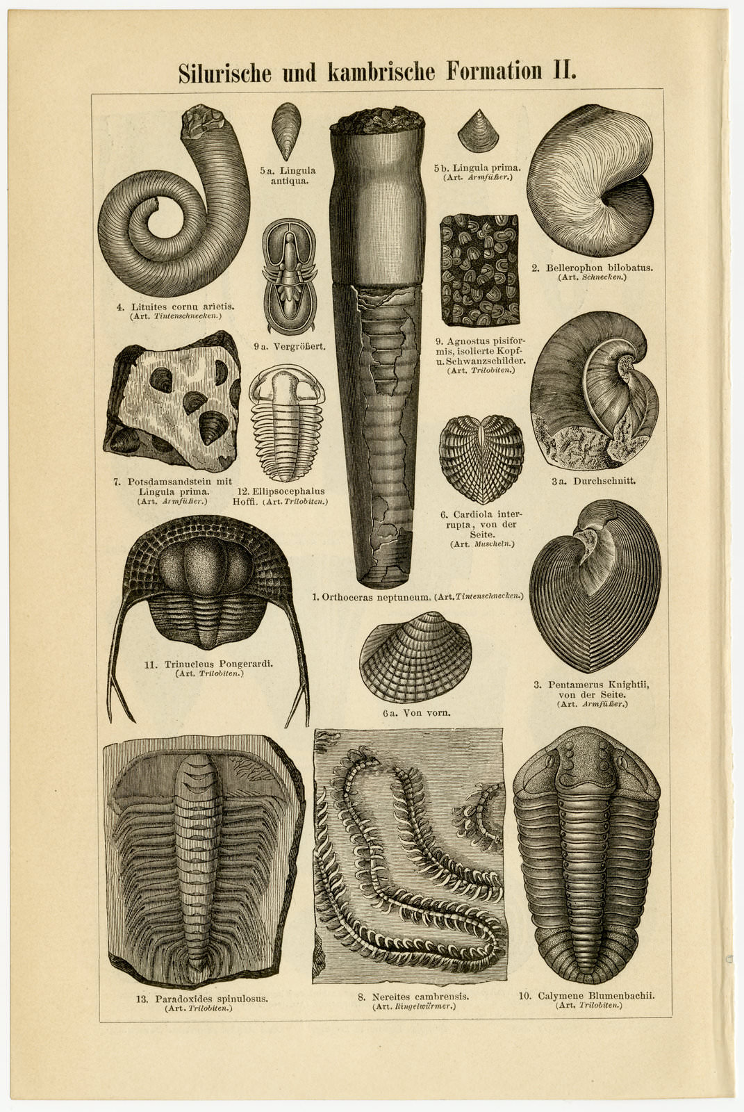 Silurische und kambrische Formation I - II ca 1897 historische Bildtafel Holzstich