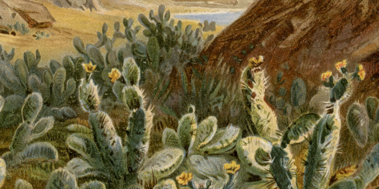 Opuntien auf dem Plateau von Anahuac Mexiko historischer Druck Chromolithographie ca 1887