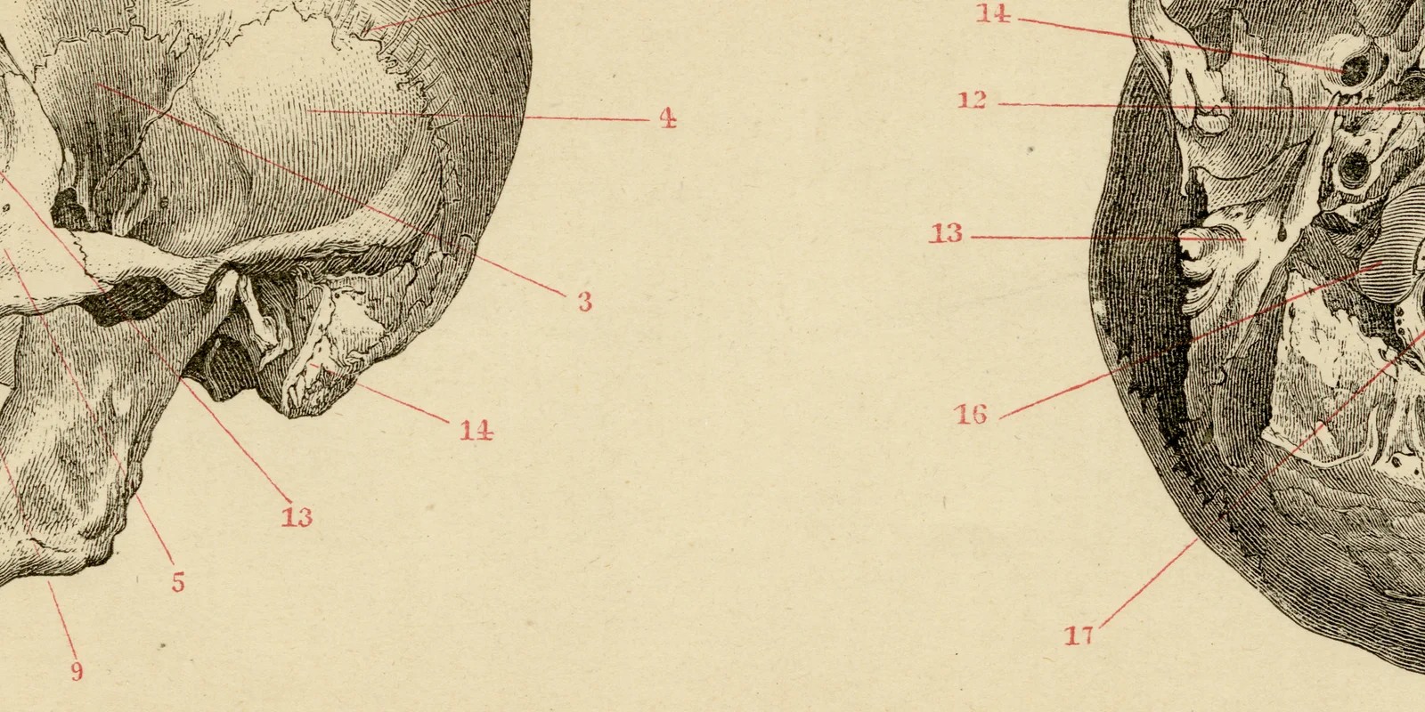 Schädel des Menschen ca 1886 historische Grafik Holzstich