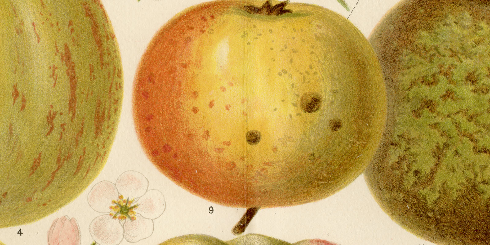 Apfelsorten System Diel-Lucas ca 1893 historische Bildtafel Chromolithographie
