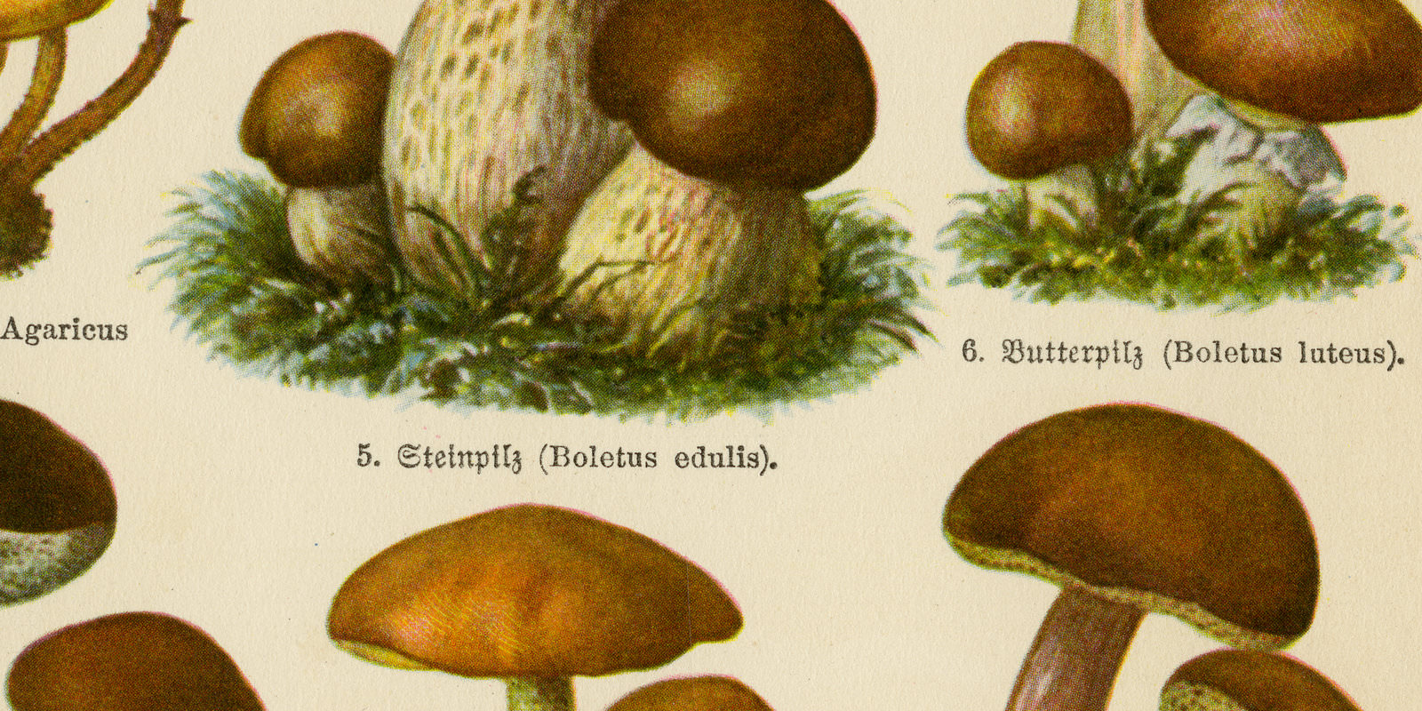 Pilze II essbare ca 1928 historische Bildtafel Chromotypie
