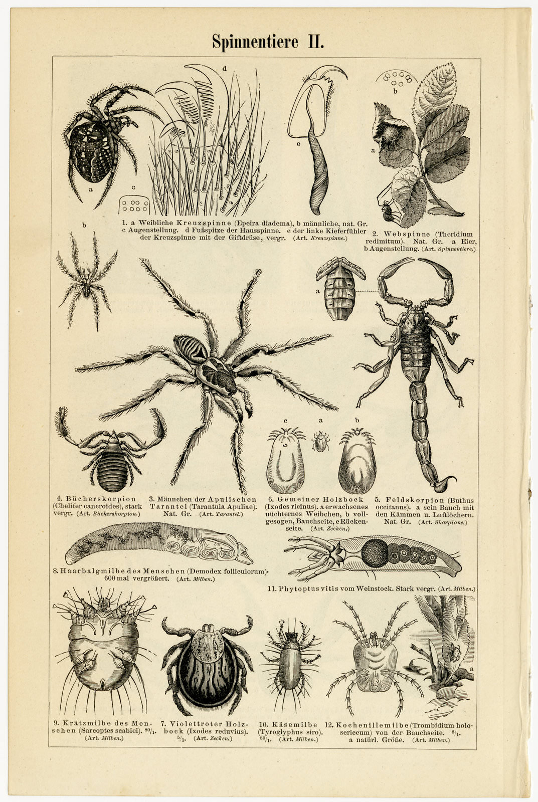 Spinnentiere I - II ca 1897 historische Bildtafel Holzstich